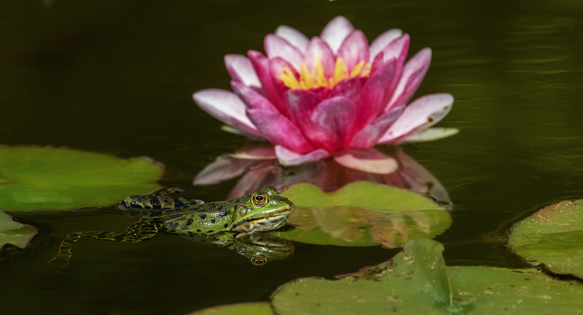 Teichfrosch Seerosen 004