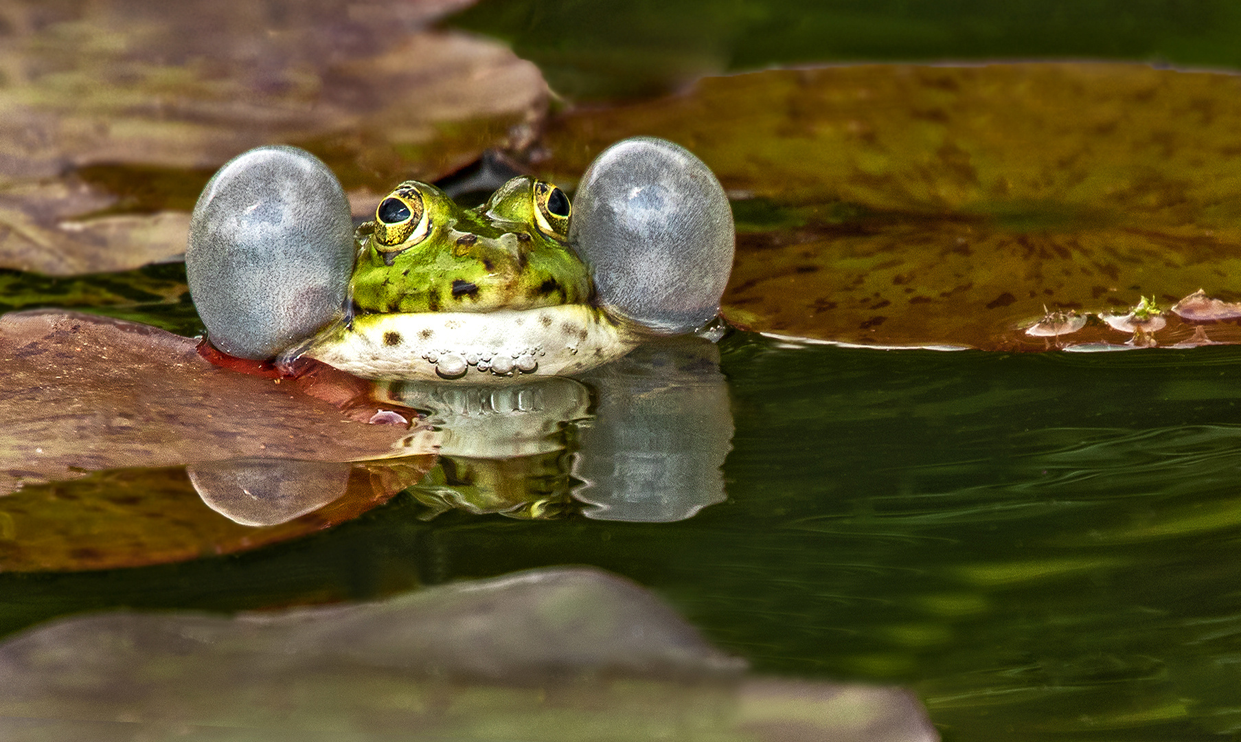 Teichfrosch Spiegelbild 001