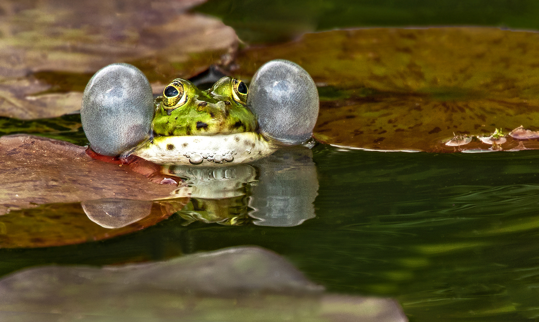 Teichfrosch Spiegelbild 001