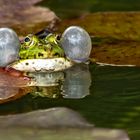 Teichfrosch Spiegelbild 001