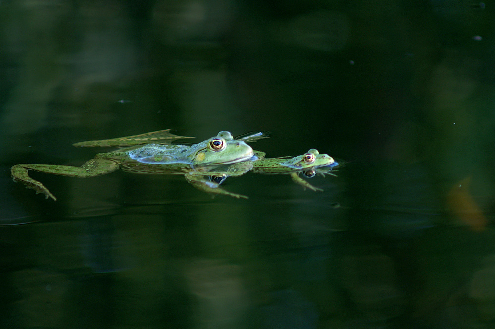 Teichfrosch-Tandem