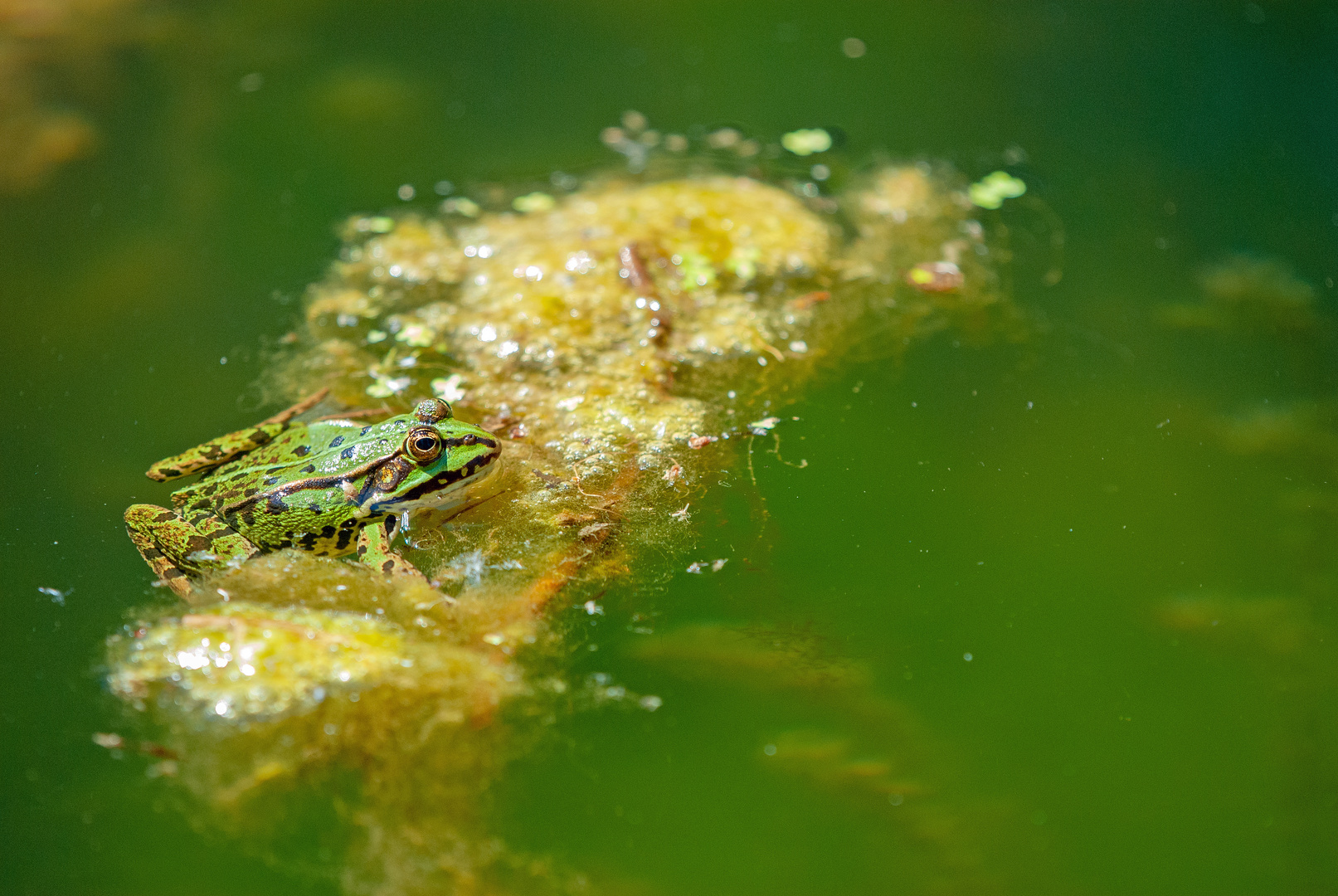 Teichfrosch tankt Sonne