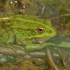 Teichfrosch – Überraschung