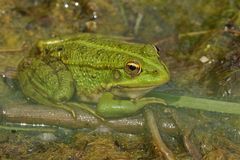 Teichfrosch – Überraschung