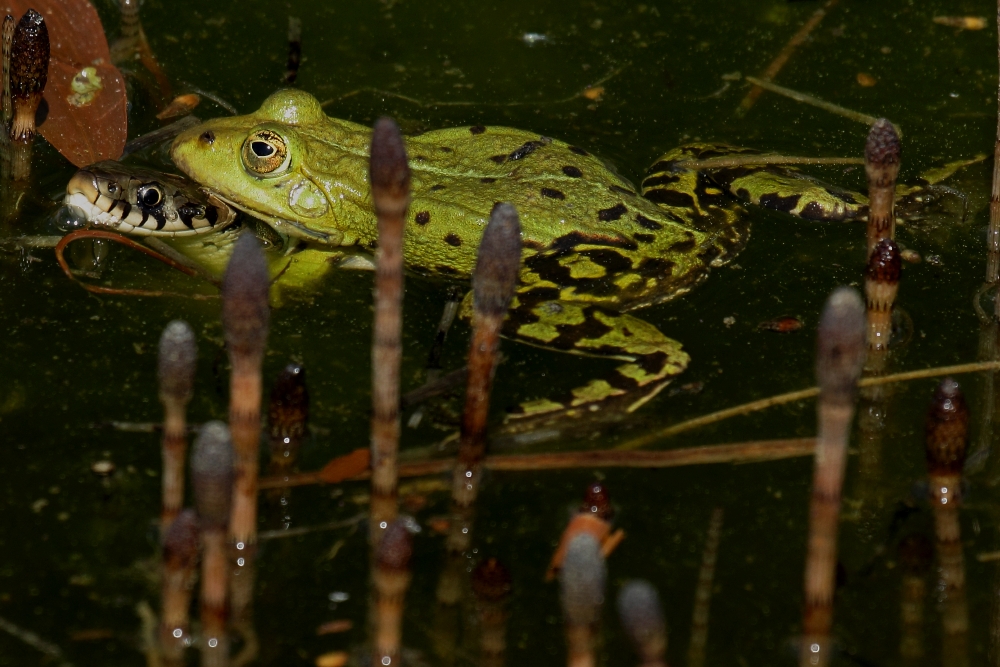 Teichfrosch umarmt seine Ringelnatter