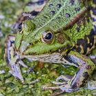 Teichfrosch unter Besatzung