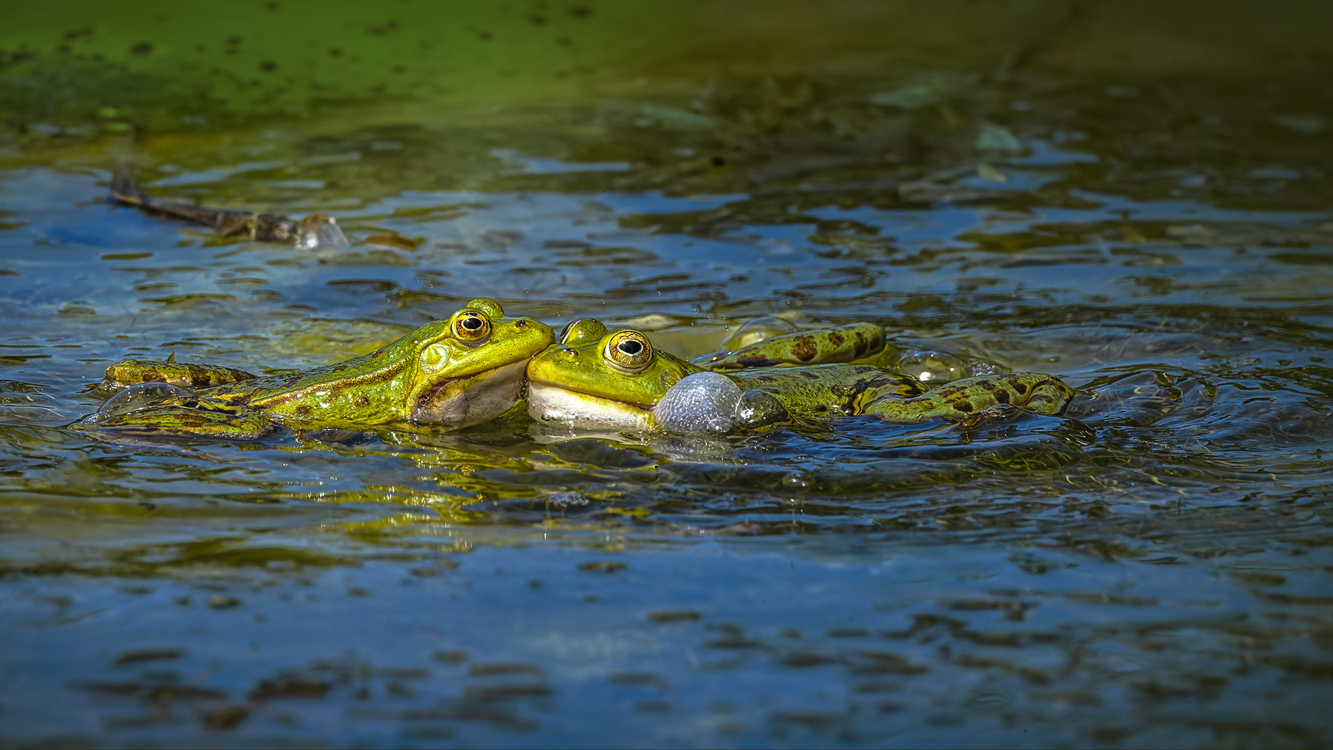  Teichfrosch verliebt.