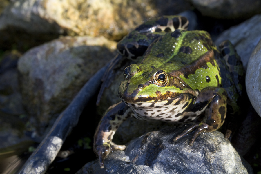 Teichfrosch VI