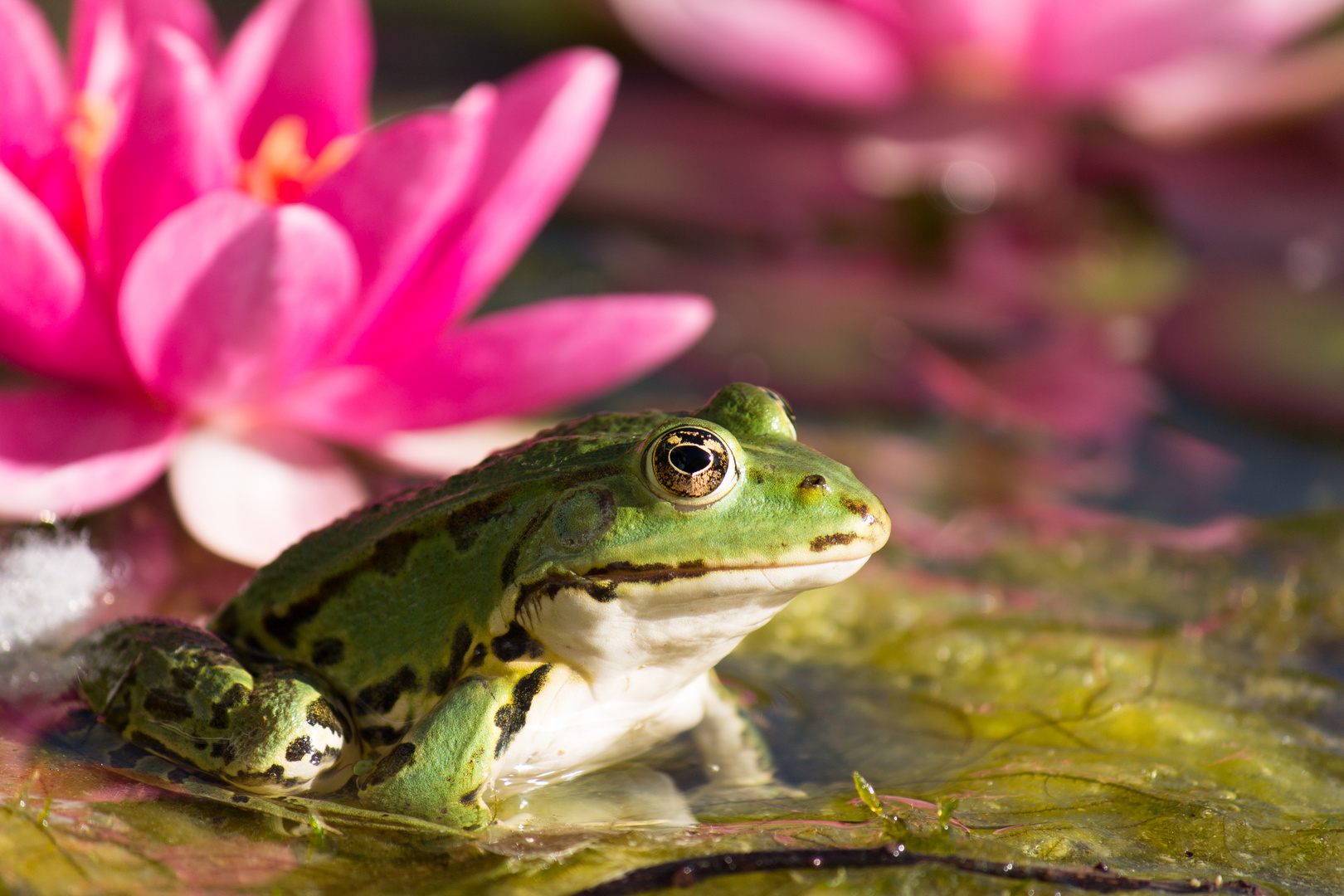 Teichfrosch vor Seerose