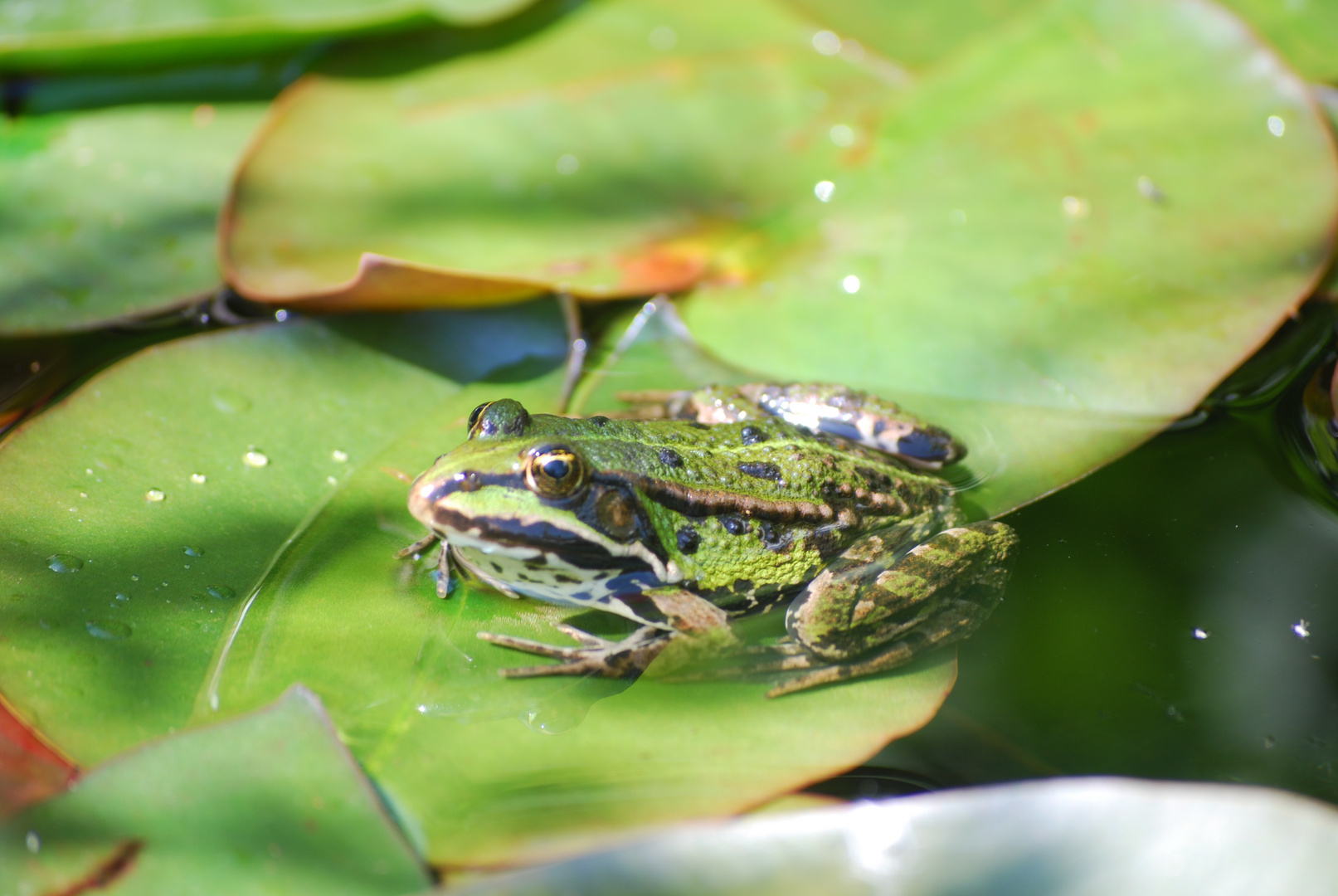 Teichfrosch Wärme genießend