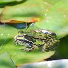 Teichfrosch Wärme genießend