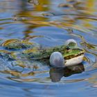 Teichfrosch (Wasserfrosch)