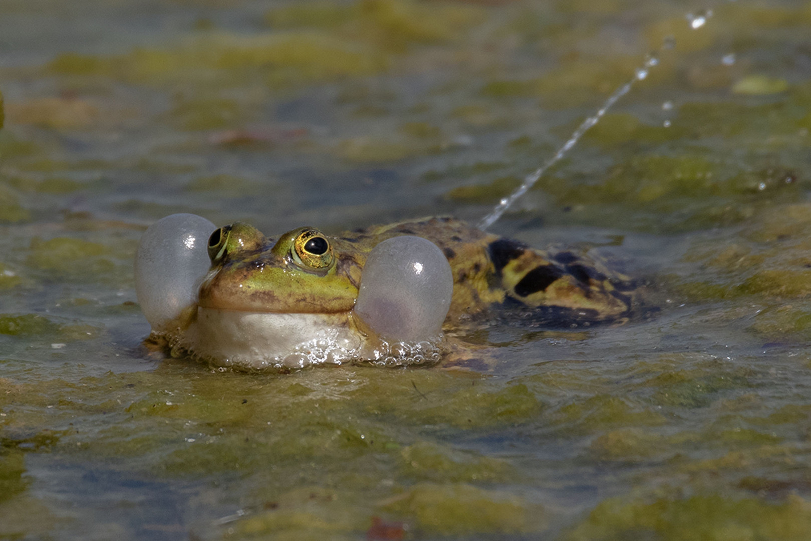 Teichfrosch, Wasserfrosch (Pelophylax „esculentus“)