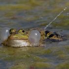 Teichfrosch, Wasserfrosch (Pelophylax „esculentus“)