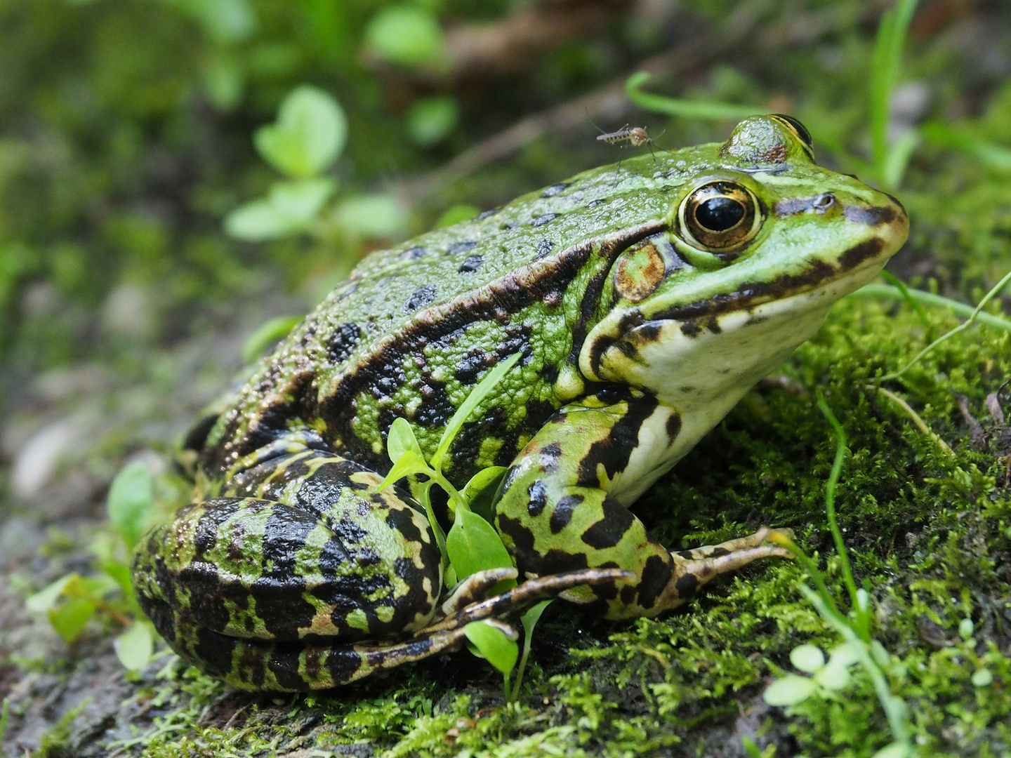 Teichfrosch wird von Mücke gestochen