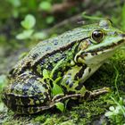 Teichfrosch wird von Mücke gestochen