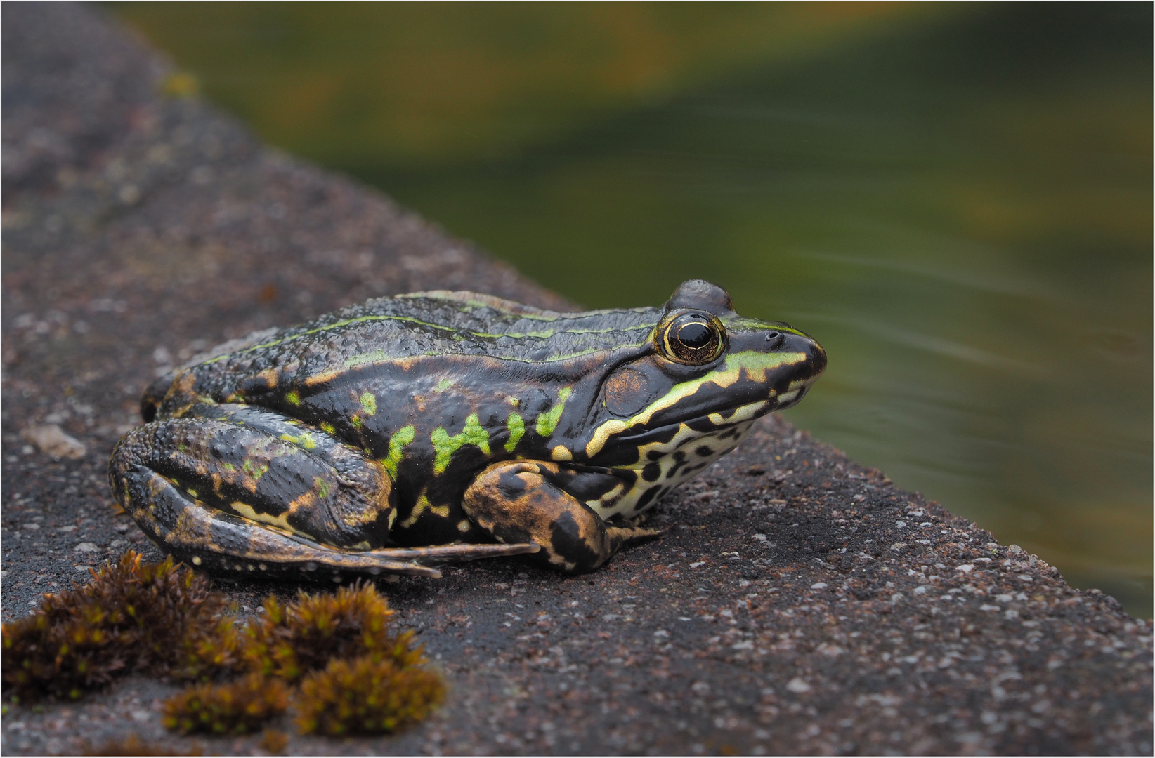 Teichfrosch zu  Besuch........