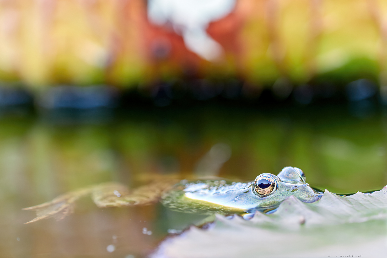 Teichfrosch zwischen Seerosen