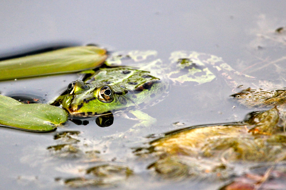 Teichfrosch1