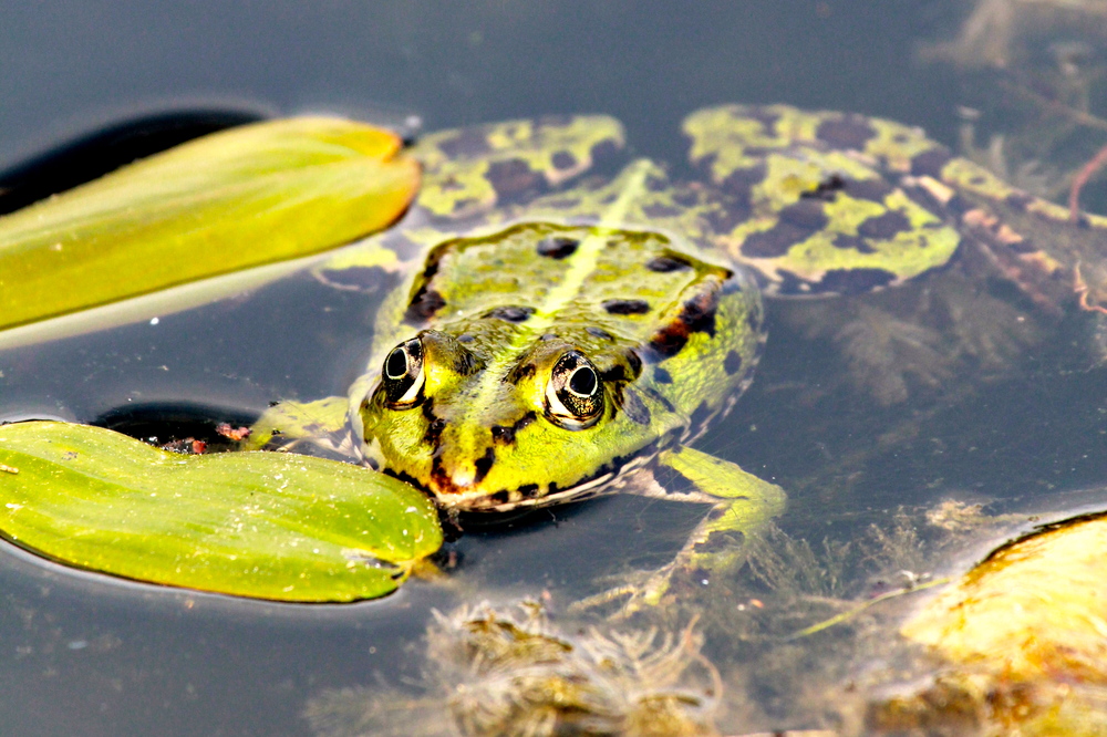 Teichfrosch2