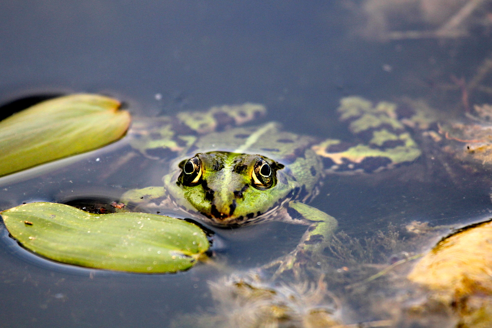 Teichfrosch4