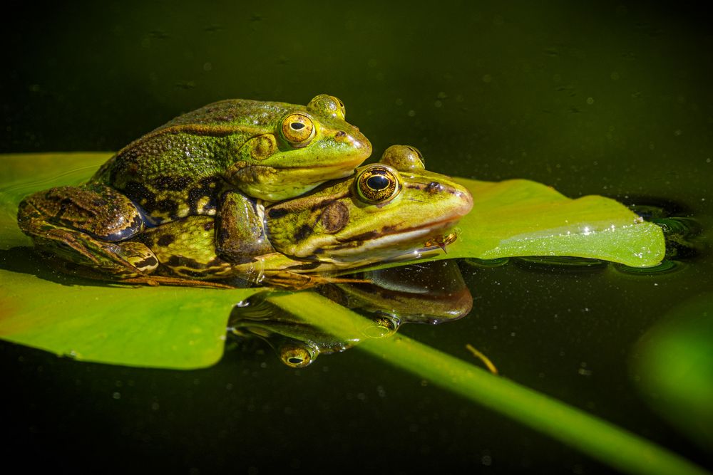 Teichfroschliebe