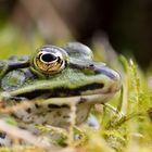 Teichfroschportrait