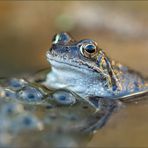 teichfrosch/wasserfrosch mit laich ( pelophylax "esculentus") 01/14