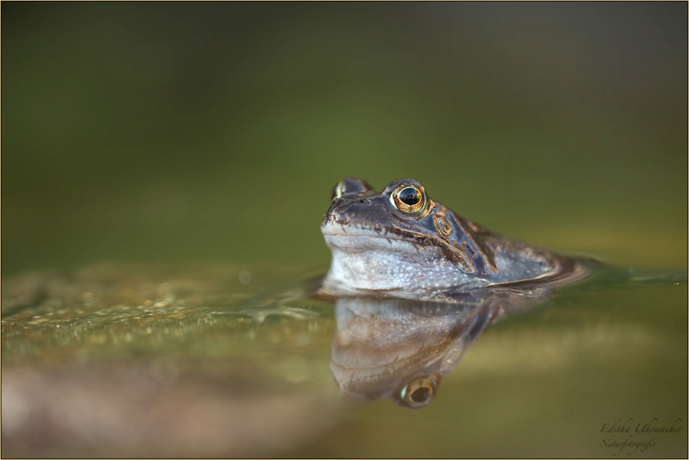 teichfrosch/wasserfrosch ( pelophylax "esculentus") 02/14