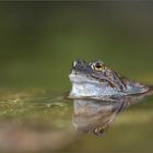 teichfrosch/wasserfrosch ( pelophylax "esculentus") 02/14