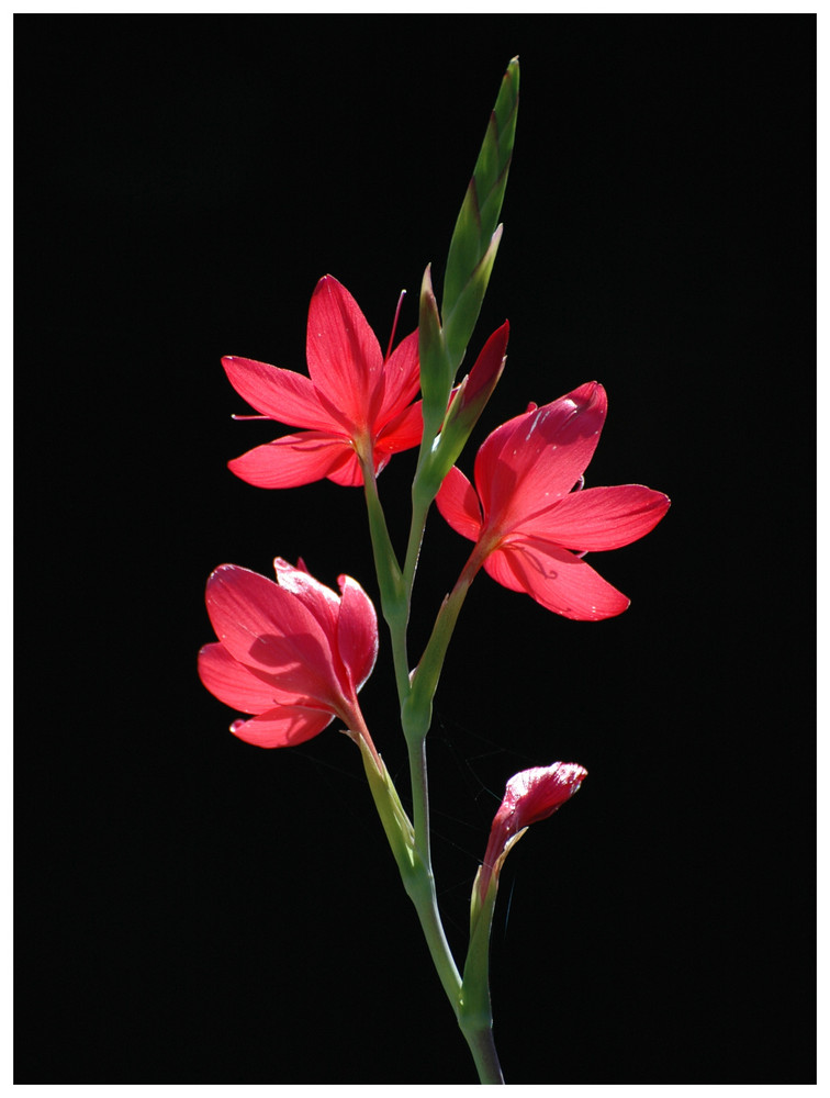 Teichgladiole