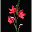 Teichgladiole