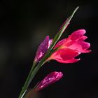 Teichgladiole