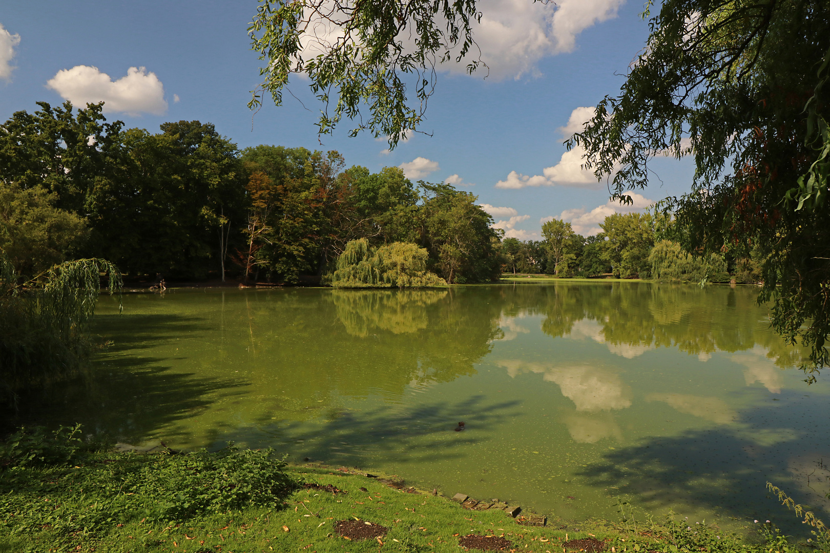 Teichgrün im Licht