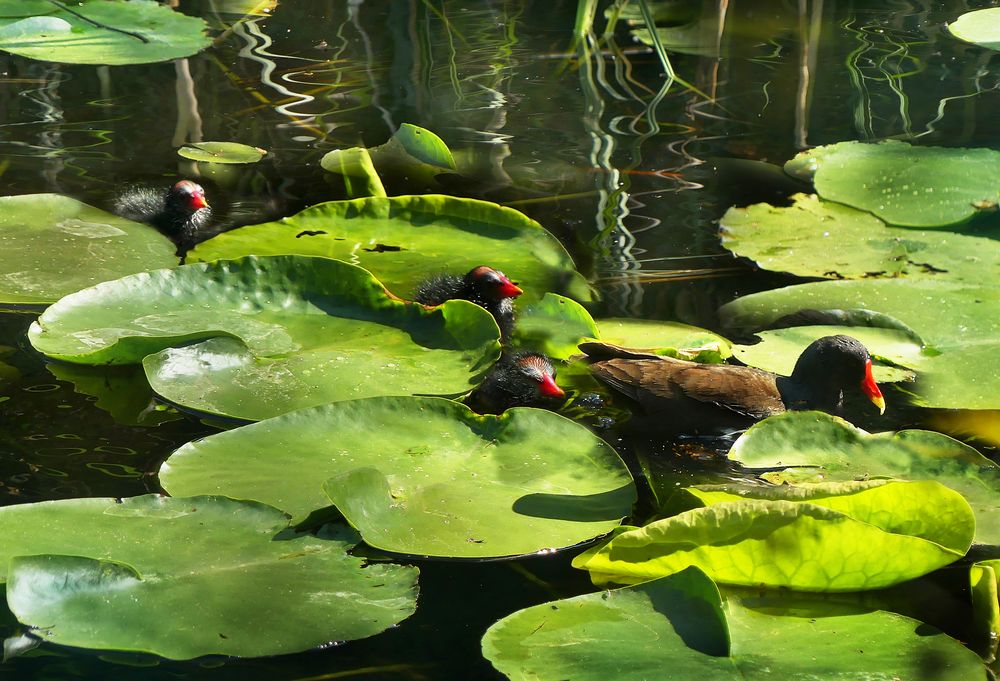 Teichhühner Familienausflug