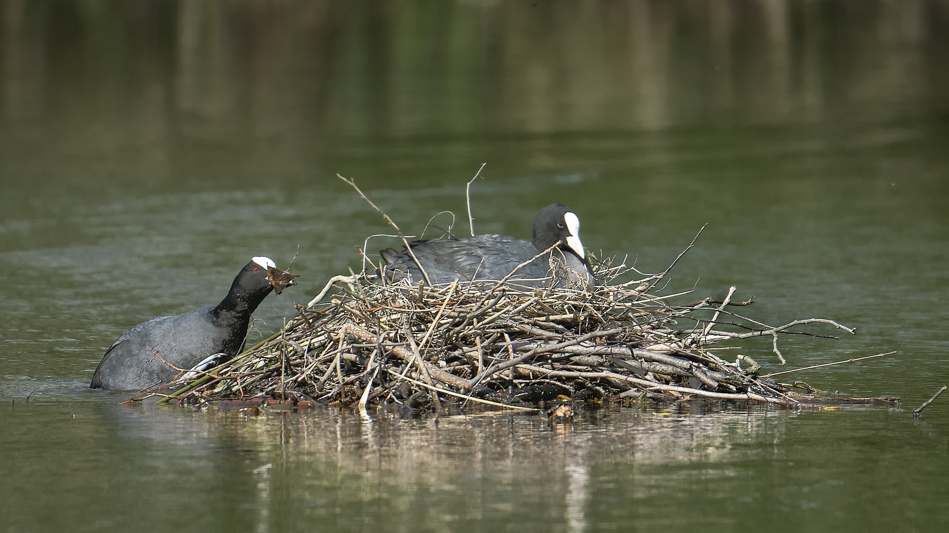 Teichhühner Nestbau