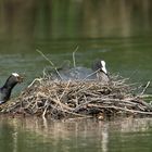 Teichhühner Nestbau