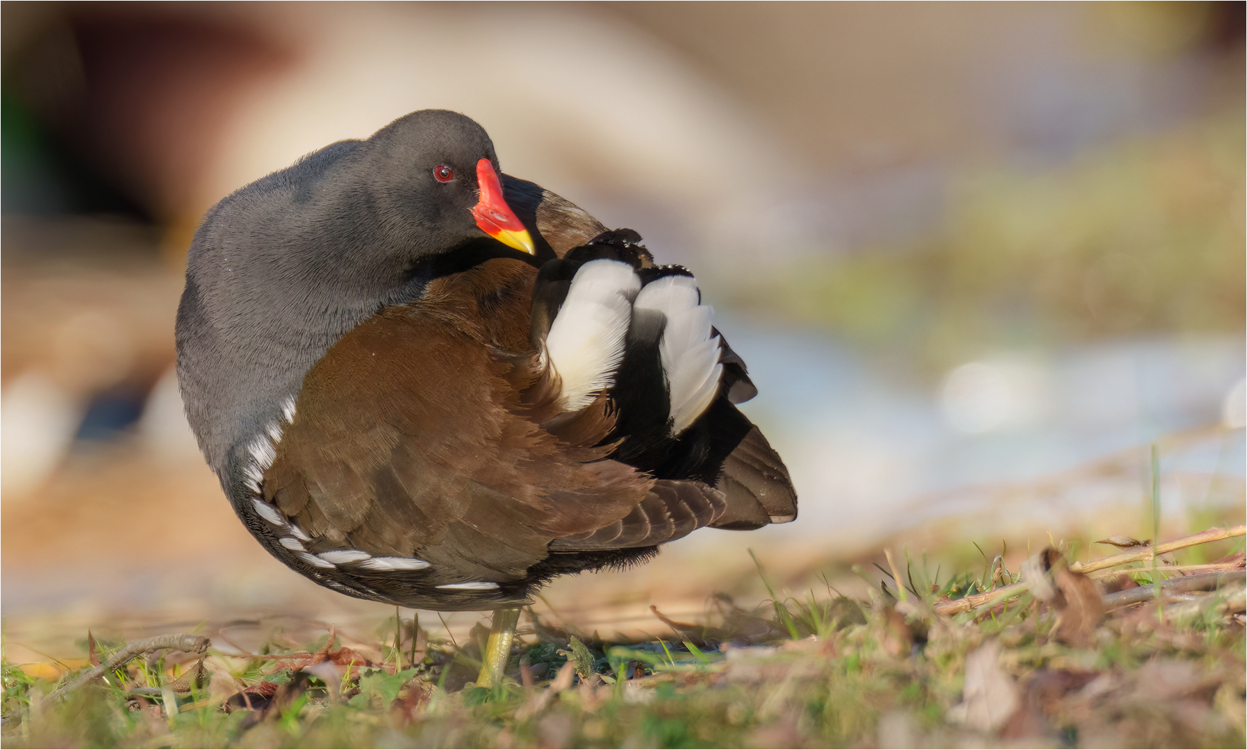 Teichhuhn