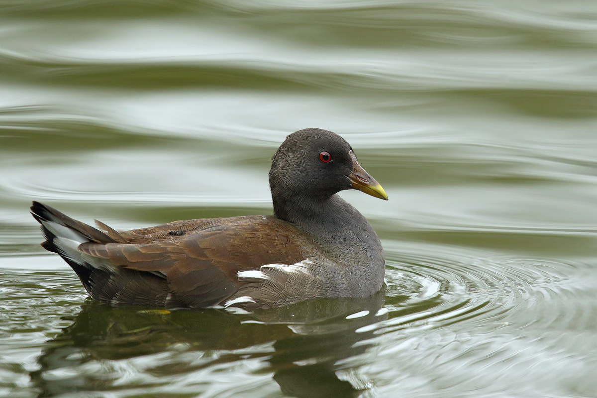 Teichhuhn