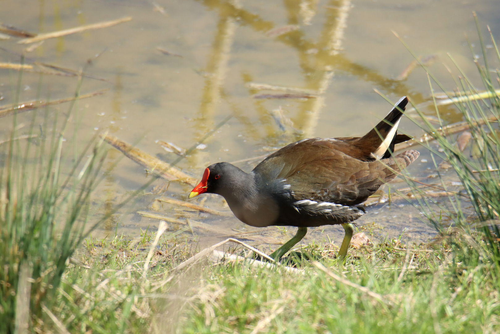 Teichhuhn