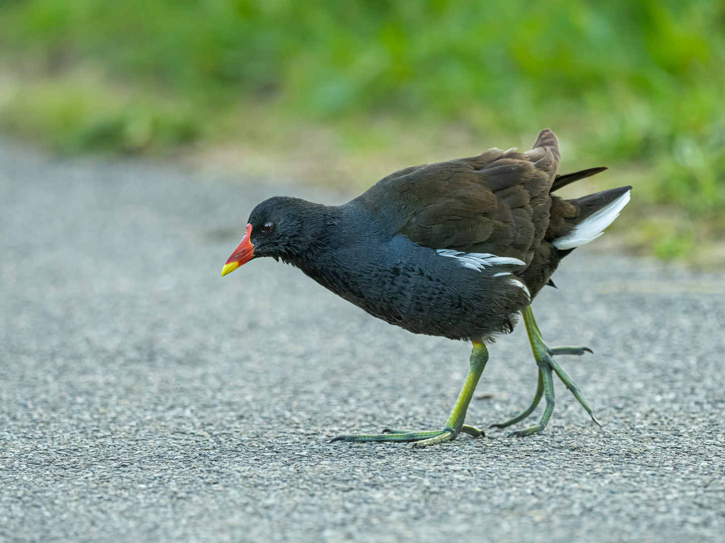 Teichhuhn