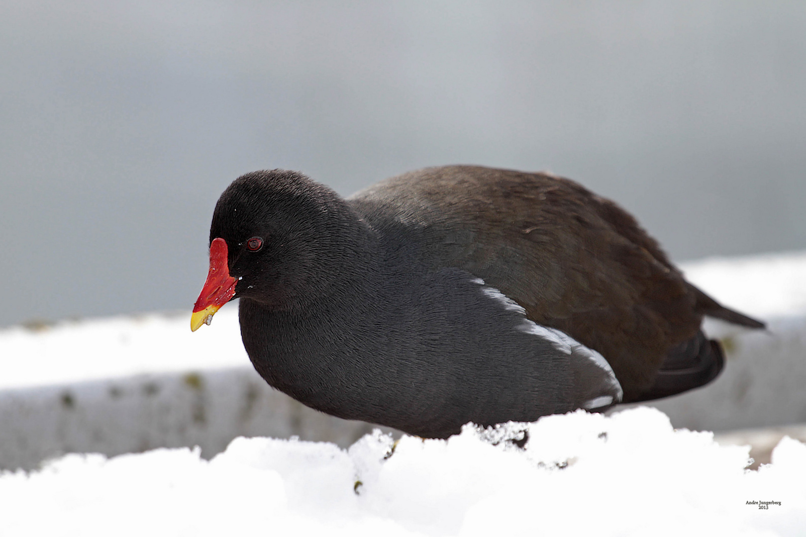 Teichhuhn