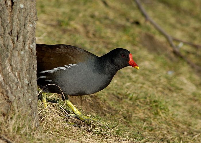 Teichhuhn