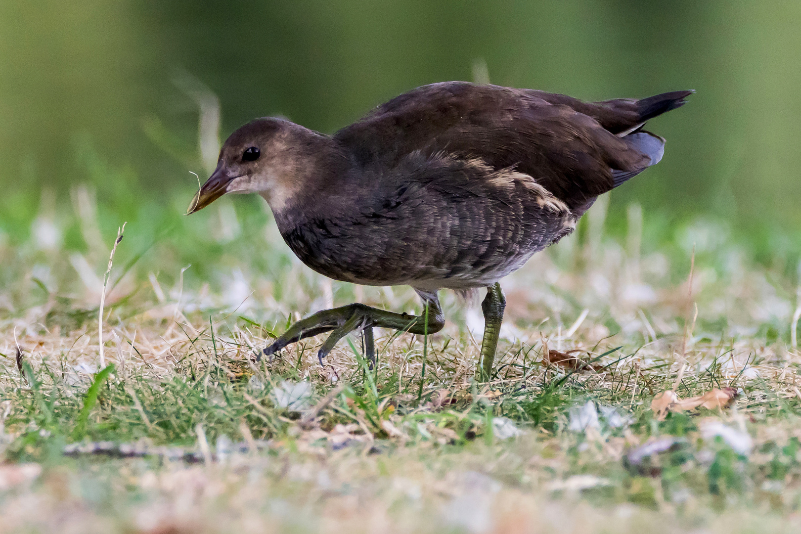 Teichhuhn 05-09-2019