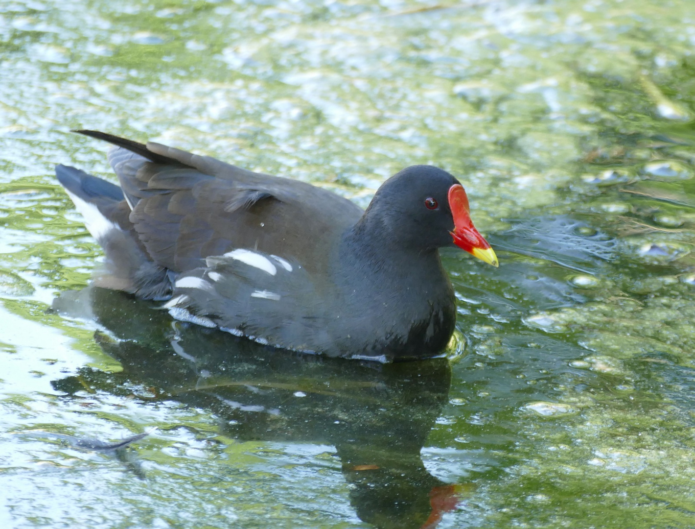 Teichhuhn