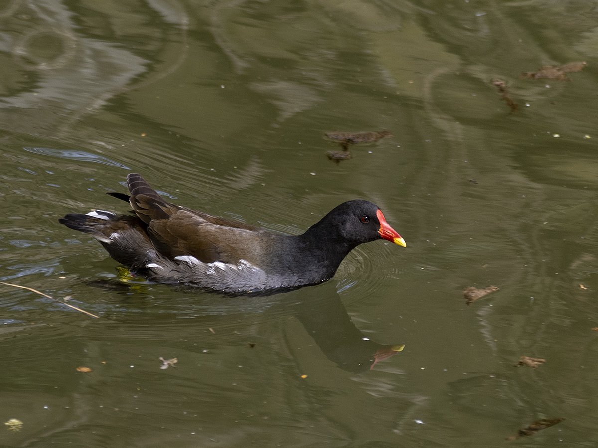 Teichhuhn