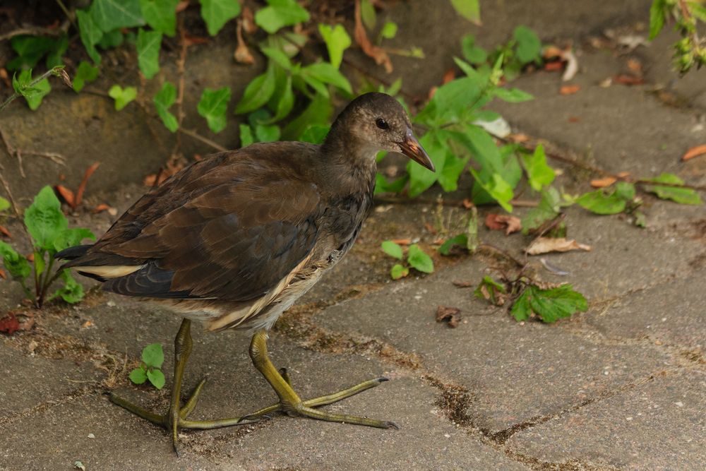 Teichhuhn