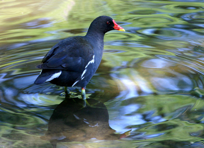 Teichhuhn