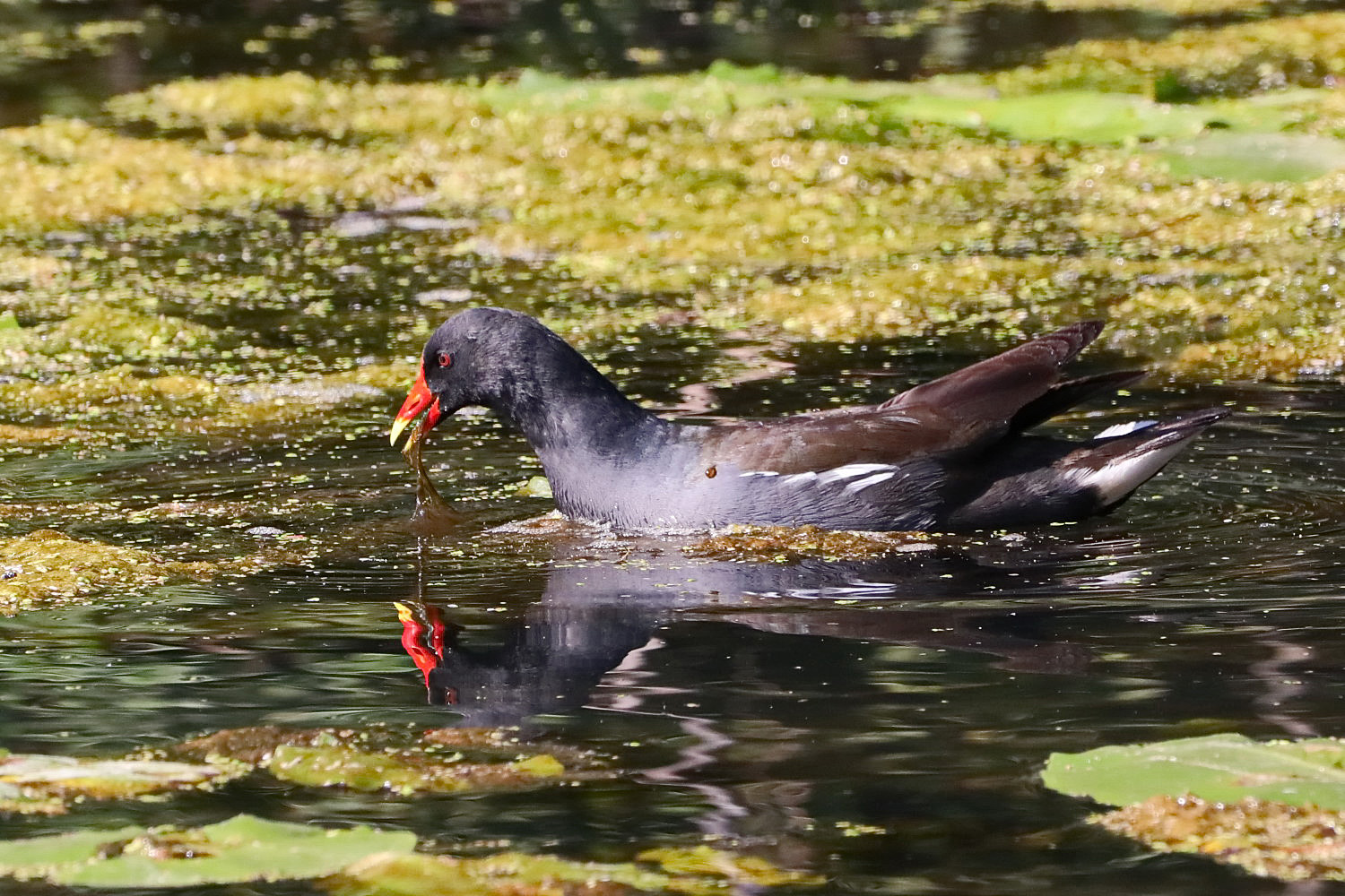 Teichhuhn