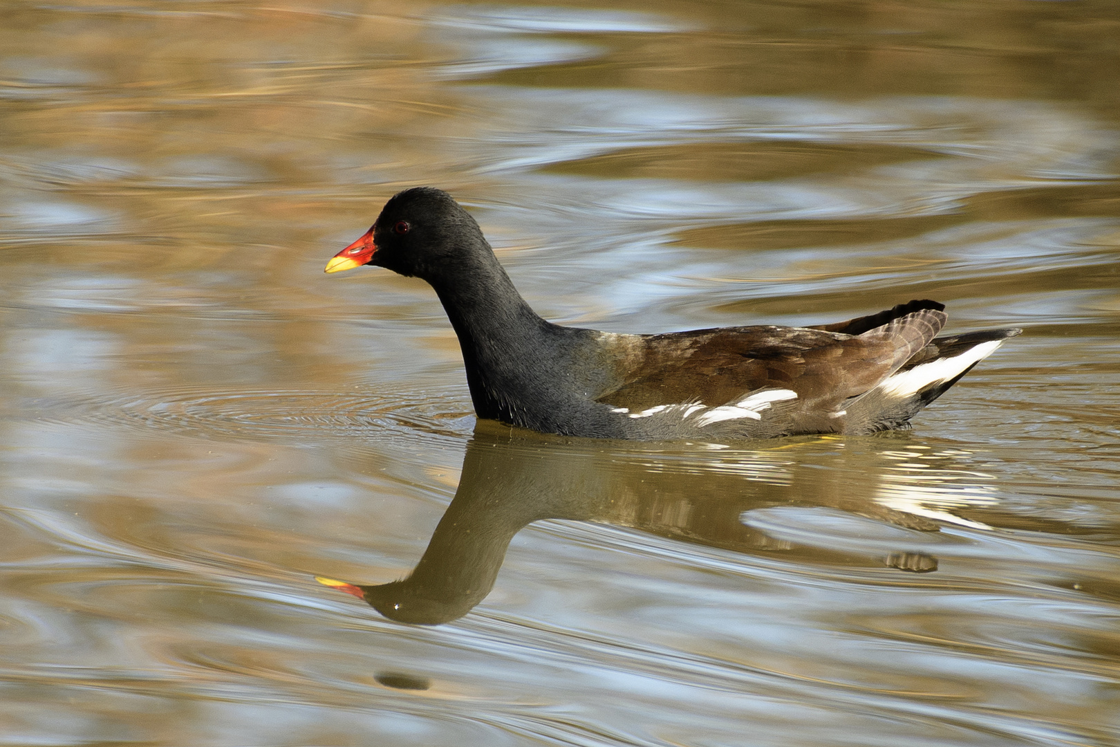 Teichhuhn